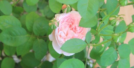 debbiedeconing | Margaret Roberts rose