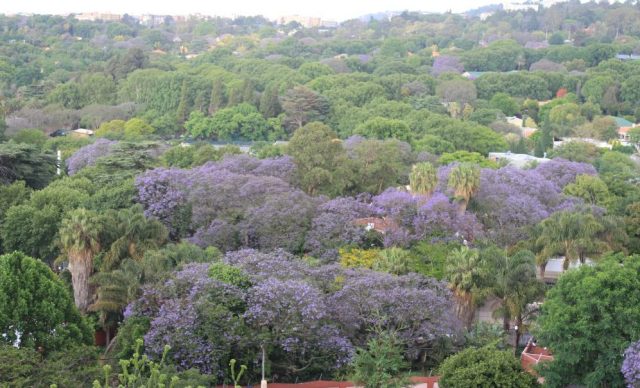 debbiedeconing | BouquetBuzz