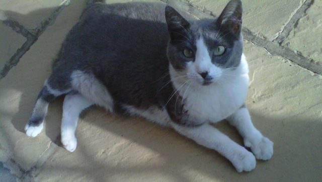 debbiedeconing | BouquetBuzz