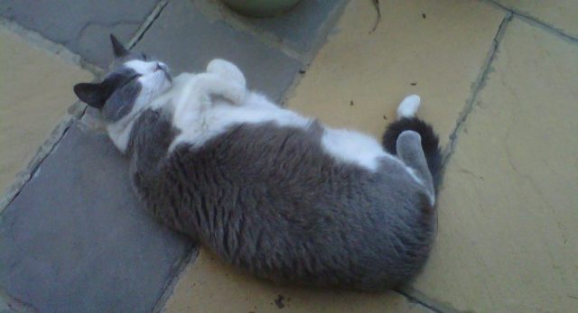 debbiedeconing | BouquetBuzz