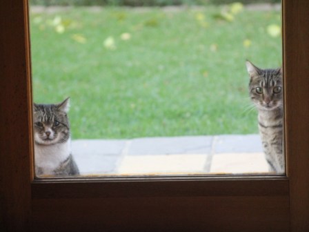 That split second when the camera was ready to capture the mischievous playfulness of Oscar & Duke!