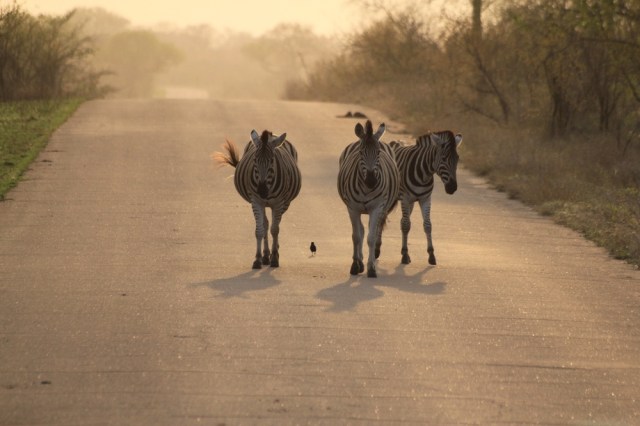 Three zebra and a bird in the morning light.